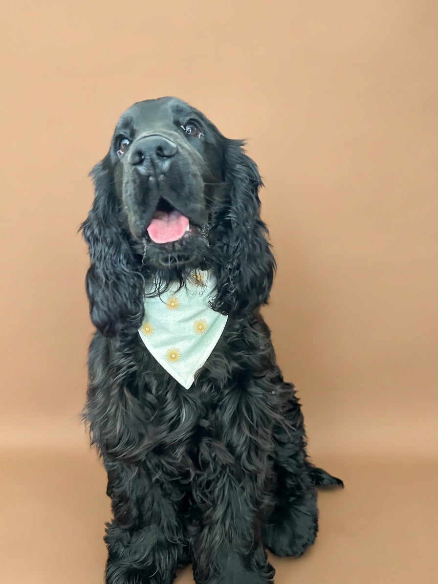 Bandana Akola