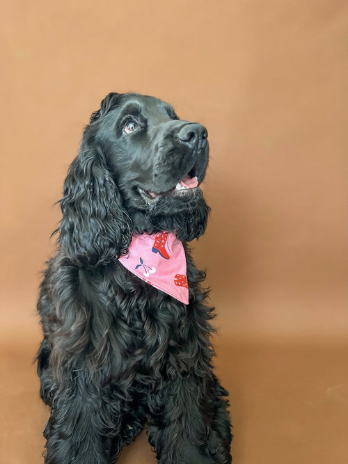 Bandana Abby